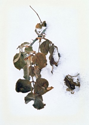 A Winter Rose Bush